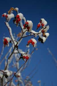 RoseHips